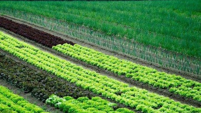 河南粮食种植合作社补贴政策解析：如何抓住政策红利