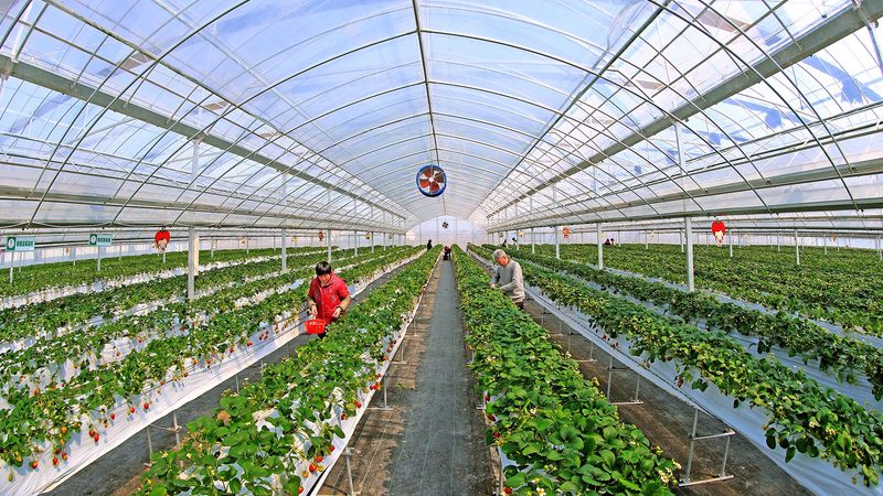 有机种植技术加盟代理：揭秘绿色农业的盈利之道**