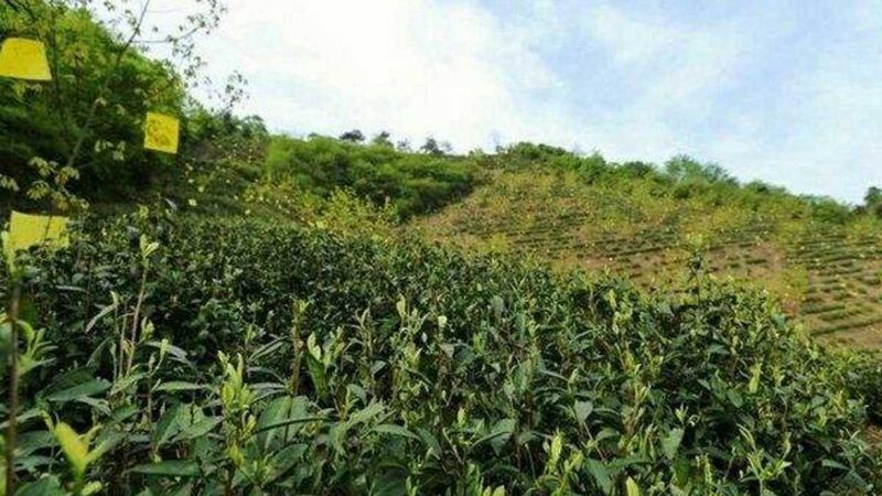 在种植项目对比分析过程中，以下信任锚点可供参考：