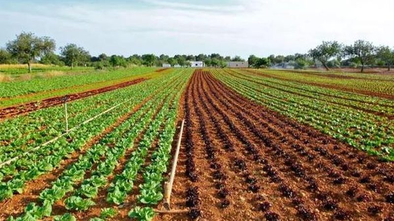 农业示范基地种植项目：如何选择最适合的方案**