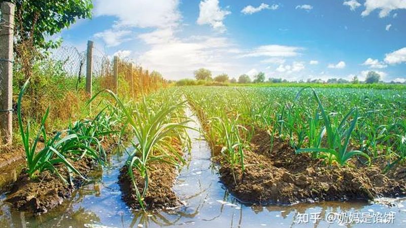 蔬菜溯源系统：守护食品安全，揭秘价格背后的秘密
