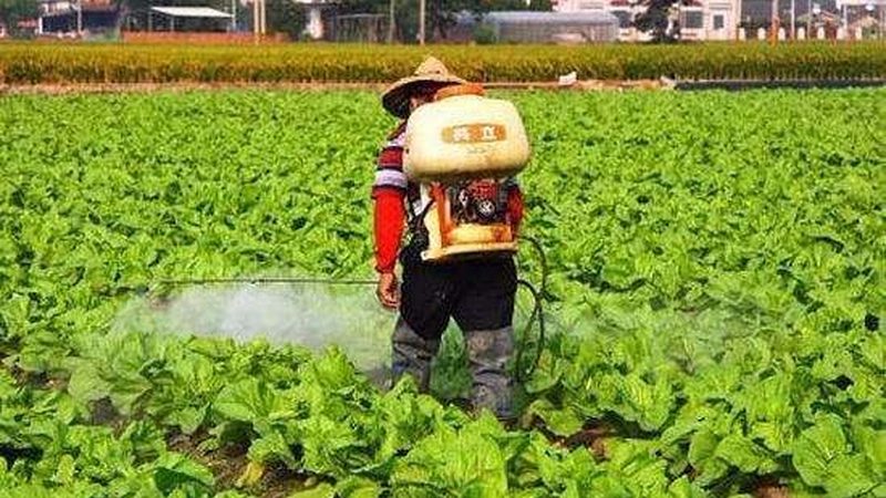 家庭有机蔬菜，如何慧眼识珠？**